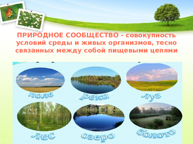 ПРИРОДНОЕ СООБЩЕСТВО - совокупность условий среды и живых организмов, тесно связанных между собой пищевыми цепями 