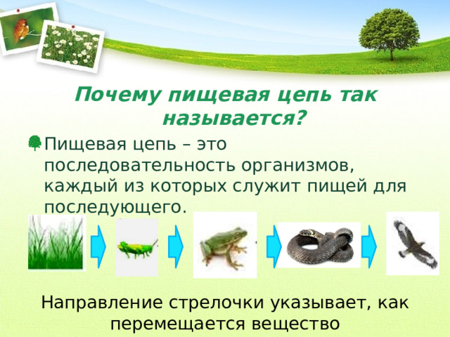 Почему пищевая цепь так называется? Пищевая цепь – это последовательность организмов, каждый из которых служит пищей для последующего. Направление стрелочки указывает, как перемещается вещество 