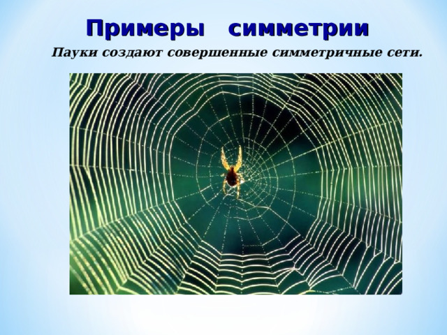Примеры симметрии  Пауки создают совершенные симметричные сети. 