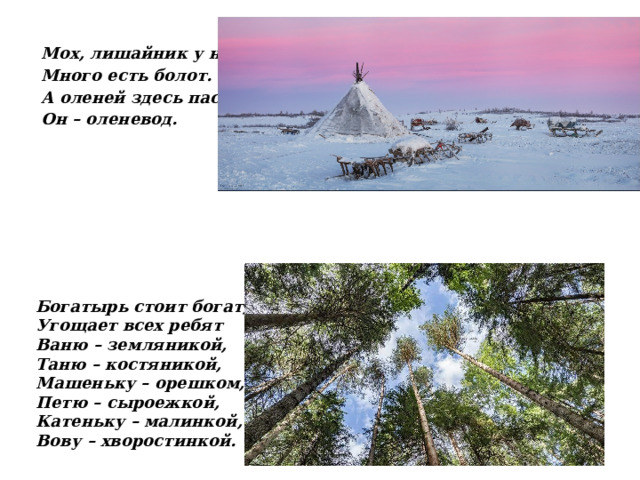 Мох, лишайник у неё,  Много есть болот.  А оленей здесь пасёт  Он – оленевод. Богатырь стоит богат,  Угощает всех ребят  Ваню – земляникой,  Таню – костяникой,  Машеньку – орешком,  Петю – сыроежкой,  Катеньку – малинкой,  Вову – хворостинкой.  