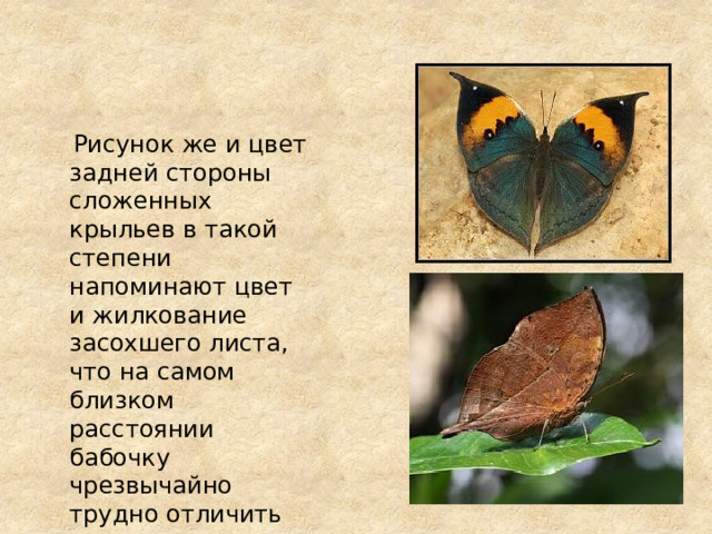 Рисунок же и цвет задней стороны сложенных крыльев в такой степени напоминают цвет и жилкование засохшего листа, что на самом близком расстоянии бабочку чрезвычайно трудно отличить от листьев. 