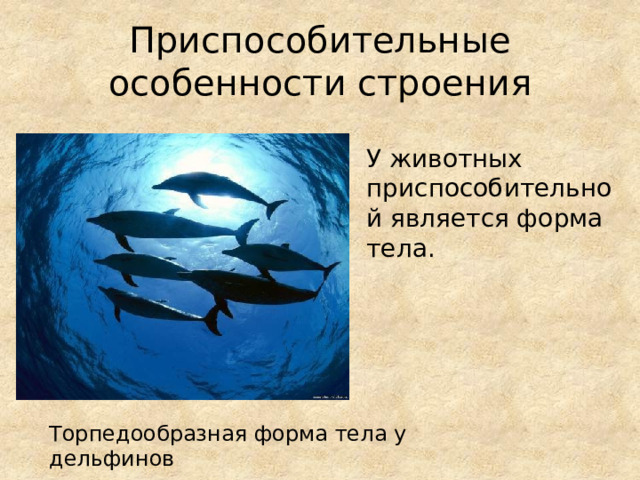 Приспособительные особенности строения  У животных приспособительной является форма тела. Торпедообразная форма тела у дельфинов 