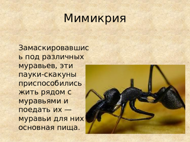 Мимикрия  Замаскировавшись под различных муравьев, эти пауки-скакуны приспособились жить рядом с муравьями и поедать их — муравьи для них основная пища. 