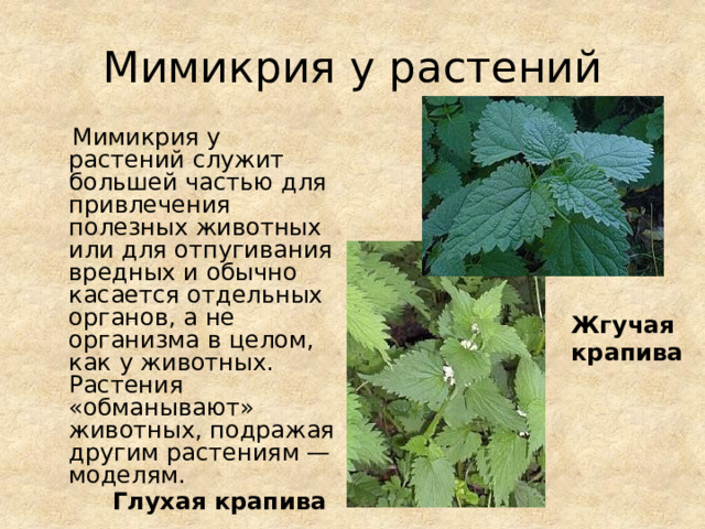 Мимикрия у растений  Мимикрия у растений служит большей частью для привлечения полезных животных или для отпугивания вредных и обычно касается отдельных органов, а не организма в целом, как у животных. Растения «обманывают» животных, подражая другим растениям — моделям. Жгучая крапива Глухая крапива 