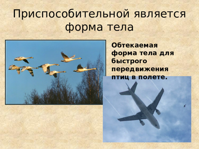 Приспособительной является форма тела   Обтекаемая форма тела для быстрого передвижения птиц в полете. 