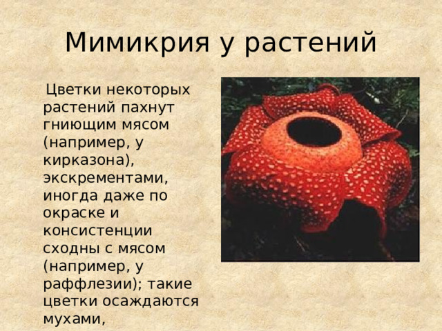 Мимикрия у растений  Цветки некоторых растений пахнут гниющим мясом (например, у кирказона), экскрементами, иногда даже по окраске и консистенции сходны с мясом (например, у раффлезии); такие цветки осаждаются мухами, опыляющими их. 