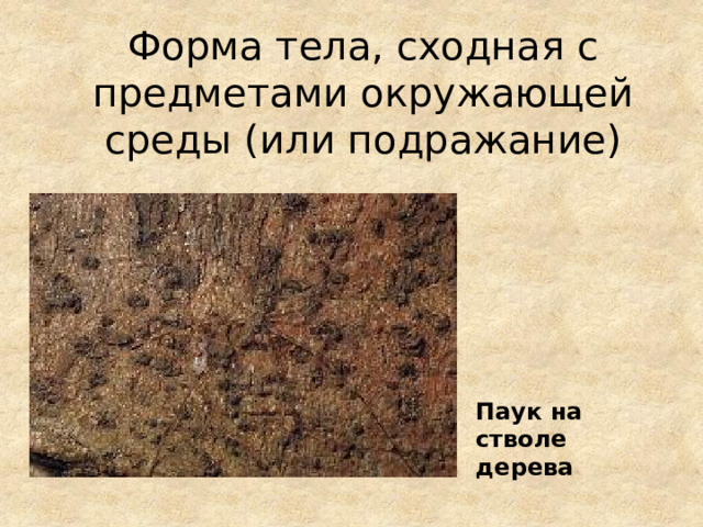 Форма тела, сходная с предметами окружающей среды (или подражание) Паук на стволе дерева 