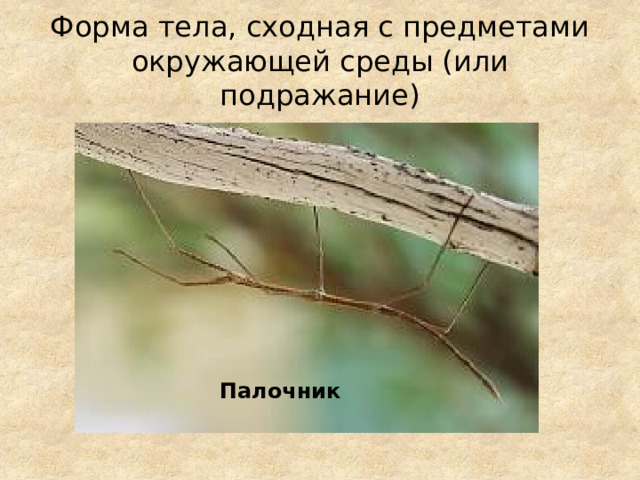 Форма тела, сходная с предметами окружающей среды (или подражание) Палочник 
