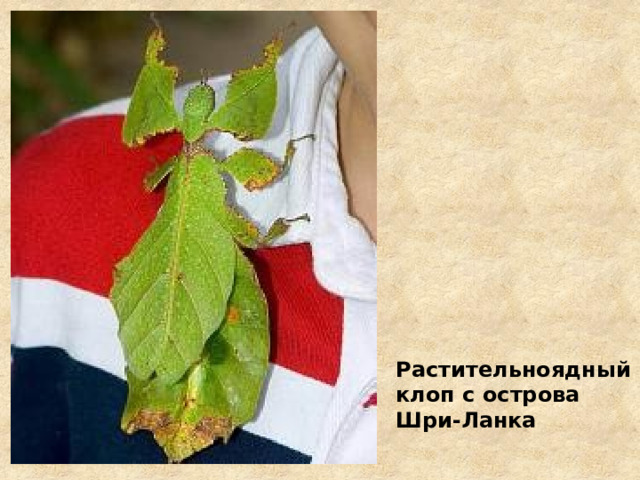 Растительноядный клоп с острова Шри-Ланка 