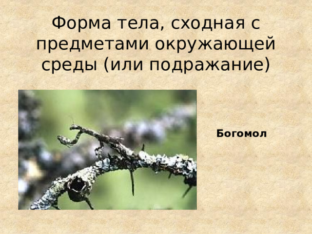 Форма тела, сходная с предметами окружающей среды (или подражание) Богомол 