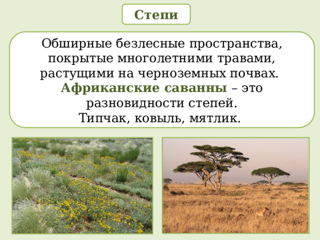  Степи  Обширные безлесные пространства, покрытые многолетними травами, растущими на черноземных почвах.  Африканские  саванны  – это разновидности степей. Типчак, ковыль, мятлик. 