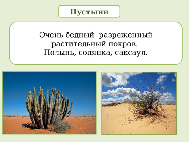 Пустыни Очень бедный разреженный растительный покров. Полынь, солянка, саксаул. 