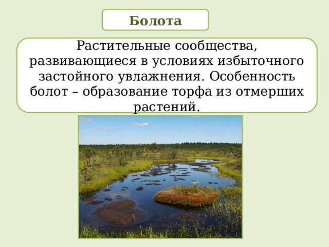 Болота Растительные сообщества, развивающиеся в условиях избыточного застойного увлажнения. Особенность болот – образование торфа из отмерших растений. 