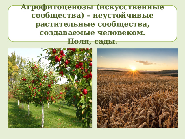 Агрофитоценозы (искусственные сообщества) – неустойчивые растительные сообщества, создаваемые человеком. Поля, сады. 