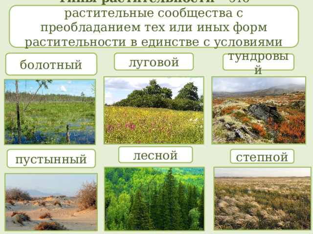 Типы растительности – это растительные сообщества с преобладанием тех или иных форм растительности в единстве с условиями среды. луговой болотный тундровый лесной пустынный степной 