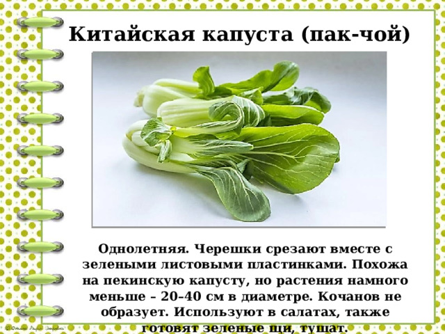 Китайская капуста (пак-чой) Однолетняя. Черешки срезают вместе с зелеными листовыми пластинками. Похожа на пекинскую капусту, но растения намного меньше – 20–40 см в диаметре. Кочанов не образует. Используют в салатах, также готовят зеленые щи, тушат. 