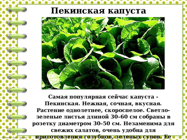 Пекинская капуста Самая популярная сейчас капуста - Пекинская. Нежная, сочная, вкусная. Растение однолетнее, скороспелое. Светло-зеленые листья длиной 30–60 см собраны в розетку диаметром 30–50 см.  Незаменима для свежих салатов, очень удобна для приготовления голубцов, зеленых супов. Ее также тушат, солят, маринуют. 
