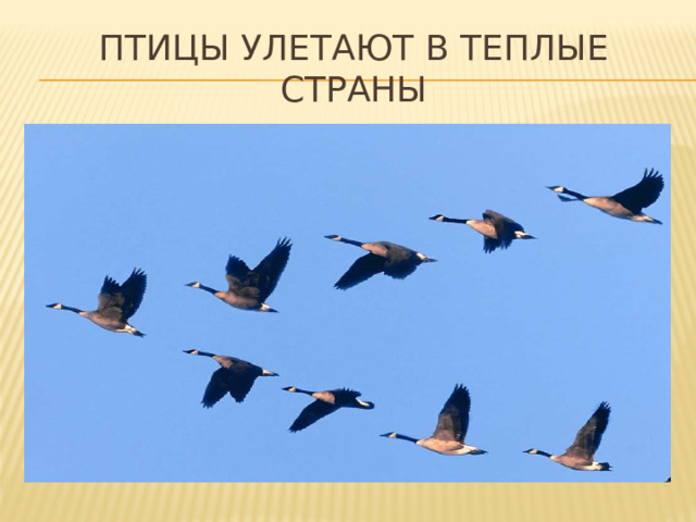 ПТИЦЫ УЛЕТАЮТ В ТЕПЛЫЕ СТРАНЫ  