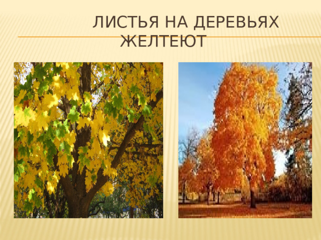  ЛИСтЬЯ НА ДЕРЕВЬЯХ ЖЕЛТЕЮТ  