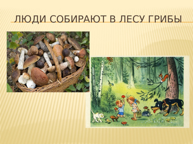 ЛЮДИ СОБИРАЮТ В ЛЕСУ ГРИБЫ  