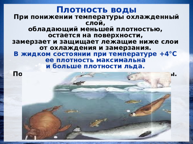 Плотность воды При понижении температуры охлажденный слой, обладающий меньшей плотностью, остается на поверхности, замерзает и защищает лежащие ниже слои от охлаждения и замерзания. В жидком состоянии при температуре +4°С ее плотность максимальна и больше плотности льда. Поэтому лед плавает на поверхности воды.   