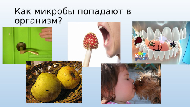 Как микробы попадают в организм? 