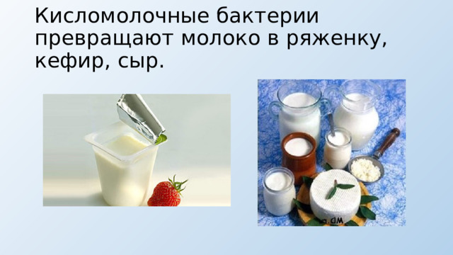 Кисломолочные бактерии превращают молоко в ряженку, кефир, сыр. 