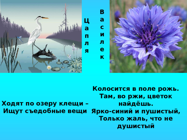 В а с и л е к Ц а п л я Колосится в поле рожь. Там, во ржи, цветок найдёшь. Ярко-синий и пушистый, Только жаль, что не душистый Ходят по озеру клещи – Ищут съедобные вещи 