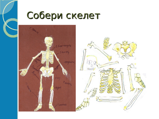 Собери скелет 