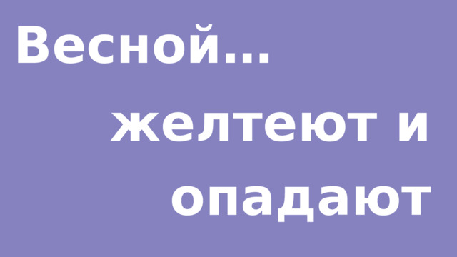 Весной… желтеют и опадают листья. 