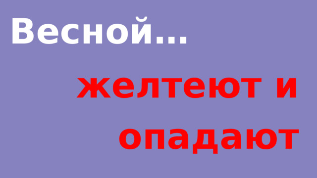 Весной… желтеют и опадают листья. 