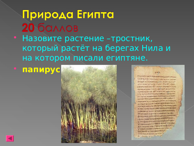 Назовите растение –тростник, который растёт на берегах Нила и на котором писали египтяне. папирус 