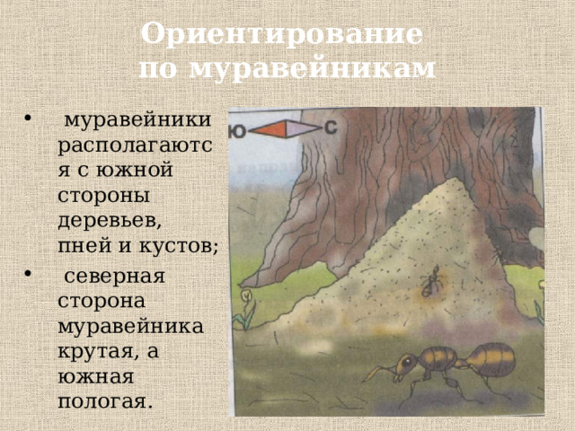 Ориентирование  по муравейникам  муравейники располагаются с южной стороны деревьев, пней и кустов;  северная сторона муравейника крутая, а южная пологая. 