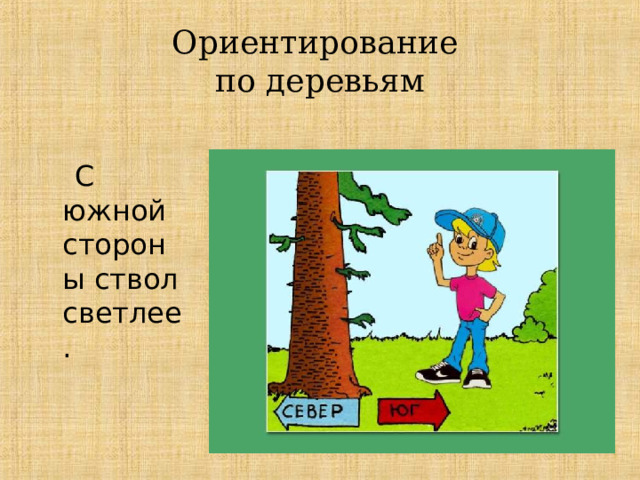 Ориентирование  по деревьям  С южной стороны ствол светлее. 