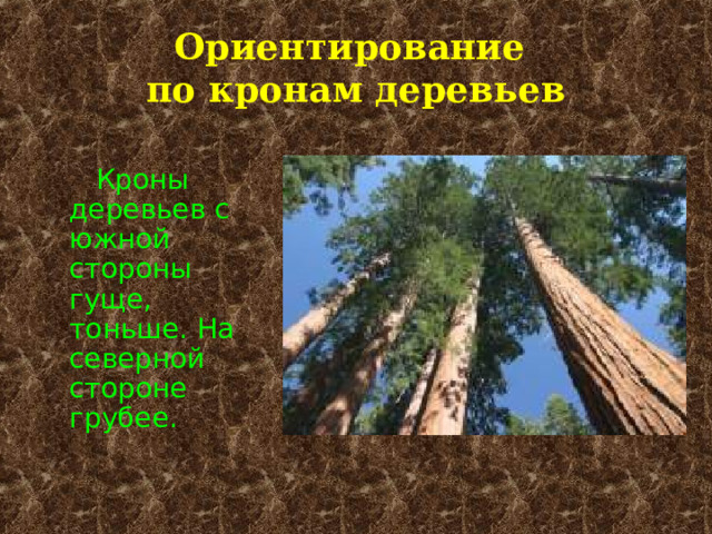 Ориентирование  по кронам деревьев  Кроны деревьев с южной стороны гуще, тоньше. На северной стороне грубее. 