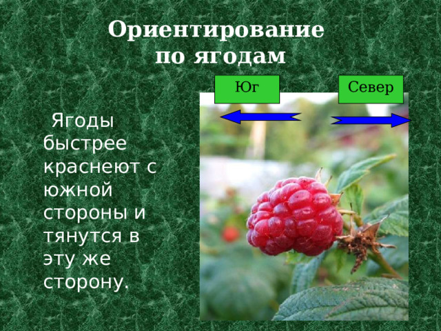 Ориентирование  по ягодам Юг Север  Ягоды быстрее краснеют с южной стороны и тянутся в эту же сторону. 