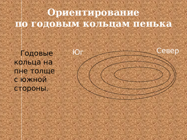Ориентирование  по годовым кольцам пенька Север  Годовые кольца на пне толще с южной стороны. Юг 
