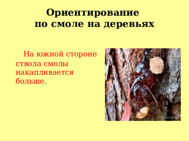 Ориентирование  по смоле на деревьях  На южной стороне ствола смолы накапливается больше. 