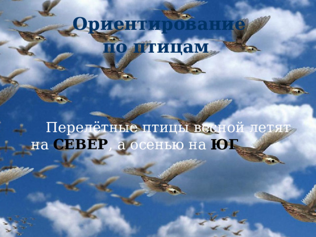 Ориентирование  по птицам   Перелётные птицы весной летят на  СЕВЕР ,  а осенью на  ЮГ  