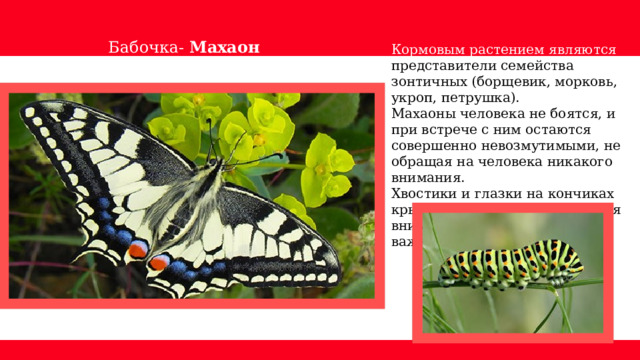 Бабочка- Махаон Кормовым растением являются представители семейства зонтичных (борщевик, морковь, укроп, петрушка). Махаоны человека не боятся, и при встрече с ним остаются совершенно невозмутимыми, не обращая на человека никакого внимания. Хвостики и глазки на кончиках крыльев служат для отвлечения внимания птиц от жизненно важных органов насекомого. 