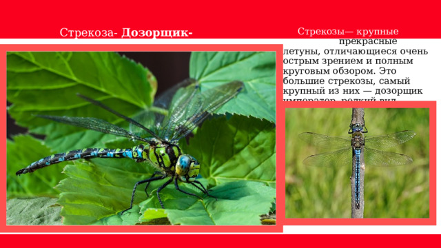Стрекоза- Дозорщик-император  Стрекозы— крупные хищники и прекрасные летуны, отличающиеся очень острым зрением и полным круговым обзором. Это большие стрекозы, самый крупный из них — дозорщик император, редкий вид, занесённый в Красную книгу Крыма. 
