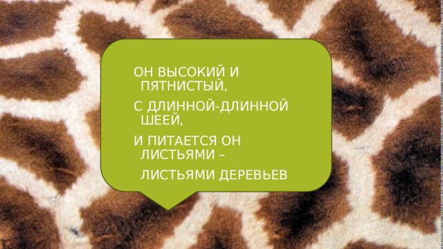 ОН ВЫСОКИЙ И ПЯТНИСТЫЙ, С ДЛИННОЙ-ДЛИННОЙ ШЕЕЙ, И ПИТАЕТСЯ ОН ЛИСТЬЯМИ – ЛИСТЬЯМИ ДЕРЕВЬЕВ 