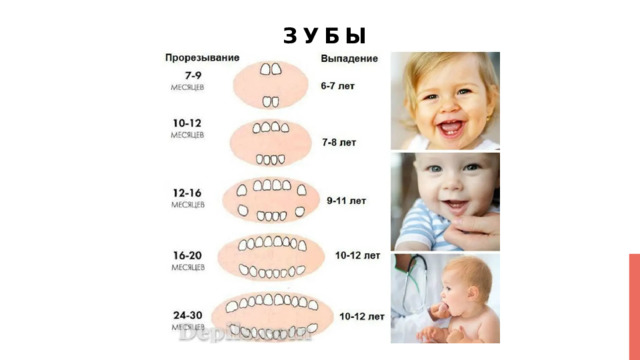 Зубы 