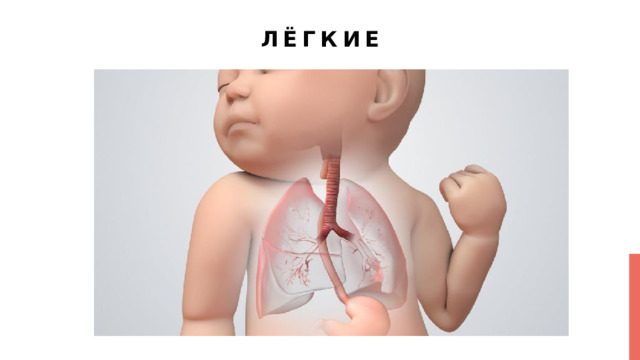 Лёгкие 