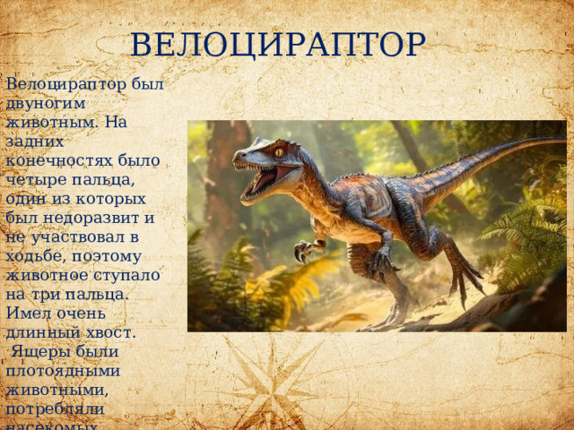 ВЕЛОЦИРАПТОР Велоцираптор был двуногим животным. На задних конечностях было четыре пальца, один из которых был недоразвит и не участвовал в ходьбе, поэтому животное ступало на три пальца. Имел очень длинный хвост.  Ящеры были плотоядными животными, потребляли насекомых, млекопитающих и других мелких динозавров. 