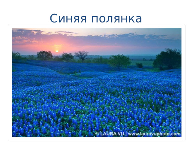 Синяя полянка 