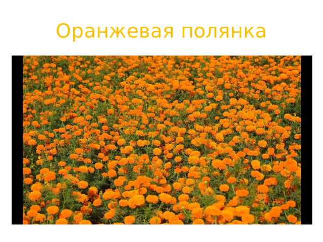Оранжевая полянка 