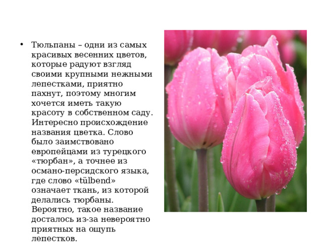 Тюльпаны – одни из самых красивых весенних цветов, которые радуют взгляд своими крупными нежными лепестками, приятно пахнут, поэтому многим хочется иметь такую красоту в собственном саду.  Интересно происхождение названия цветка. Слово было заимствовано европейцами из турецкого «тюрбан», а точнее из османо-персидского языка, где слово «tülbend» означает ткань, из которой делались тюрбаны. Вероятно, такое название досталось из-за невероятно приятных на ощупь лепестков.   