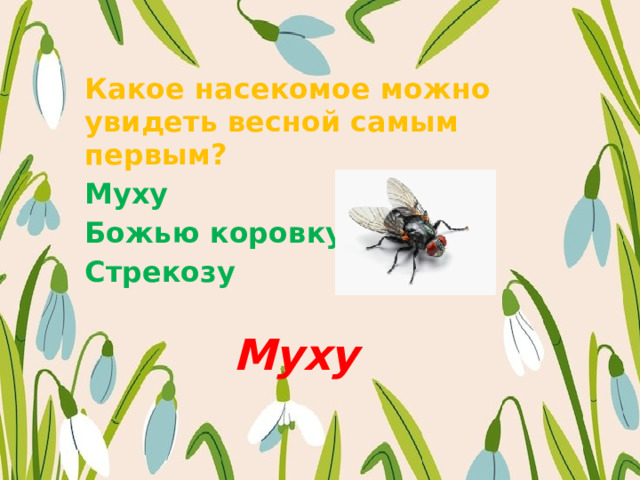 Какое насекомое можно увидеть весной самым первым? Муху Божью коровку Стрекозу   Муху 