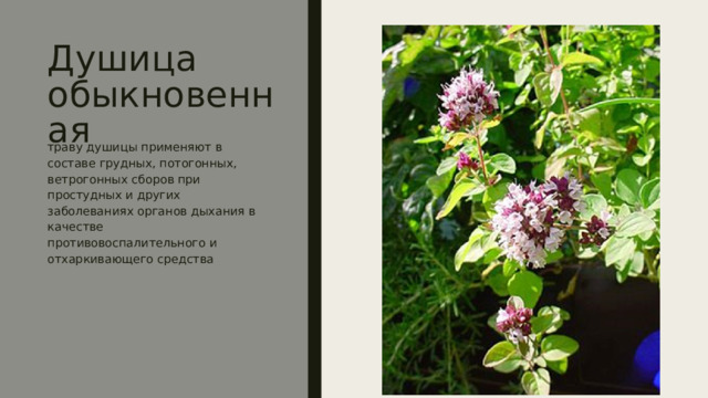 Душица обыкновенная траву душицы применяют в составе грудных, потогонных, ветрогонных сборов при простудных и других заболеваниях органов дыхания в качестве противовоспалительного и отхаркивающего средства 